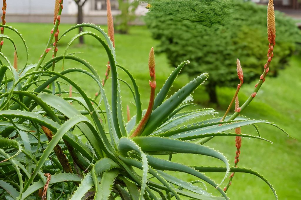 Does Aloe Vera Flower