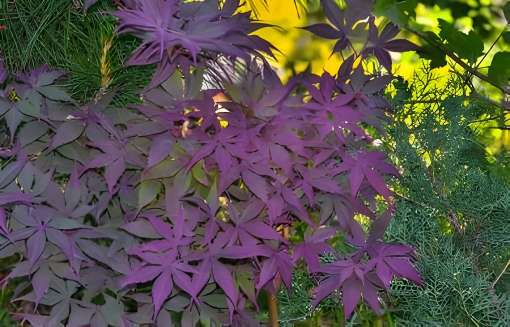 Purple-Leafed Plants