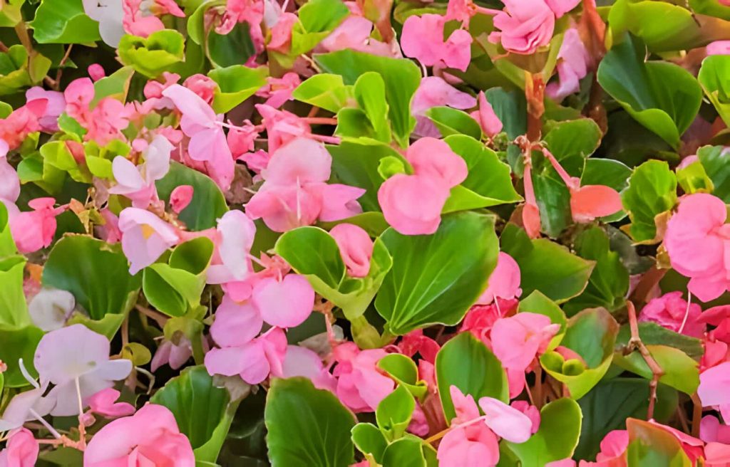 begonia flower symbolism