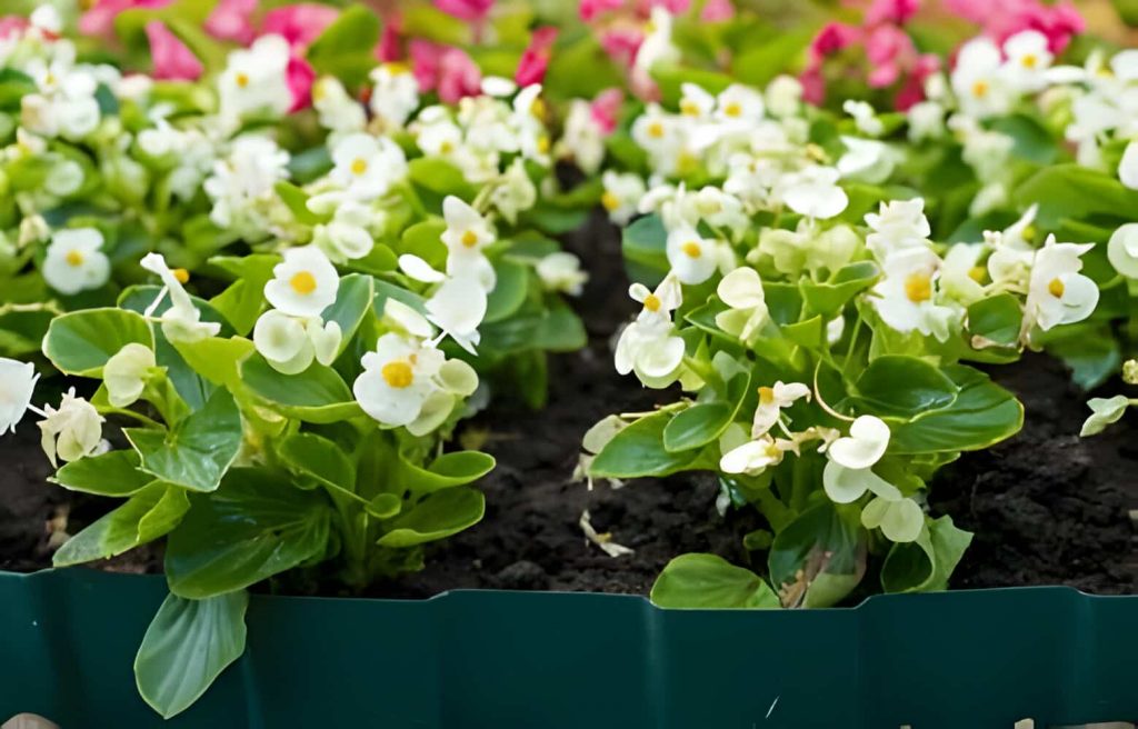 symbolism of the begonia flower
