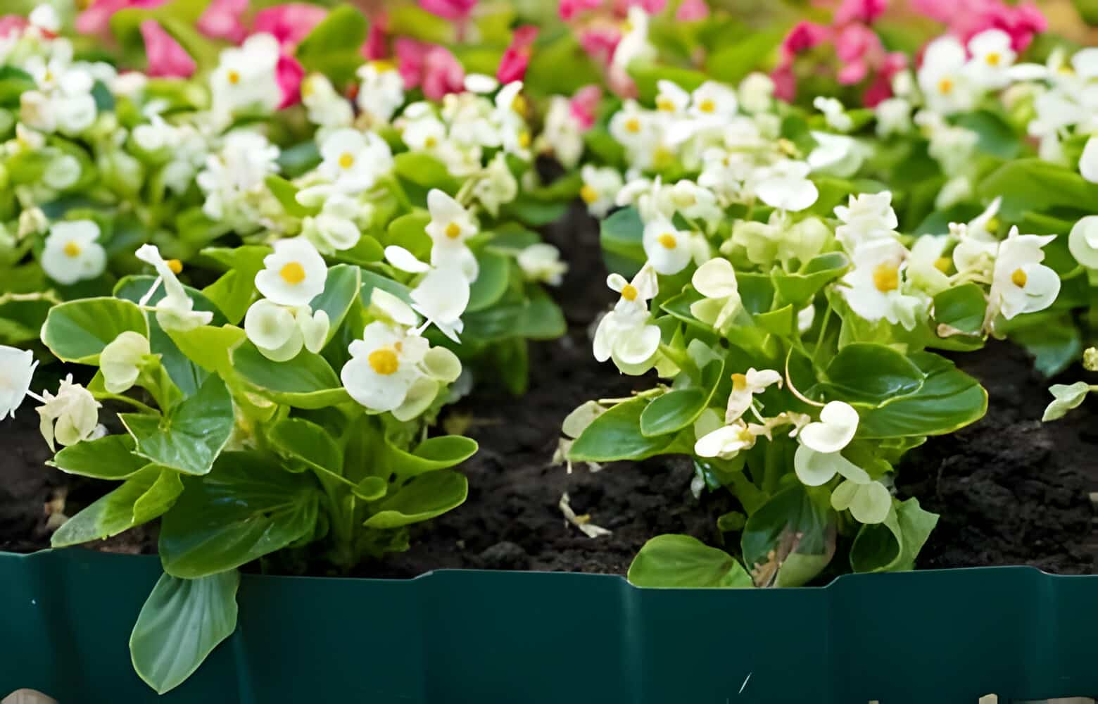 Begonia Flower Meaning and Symbolism