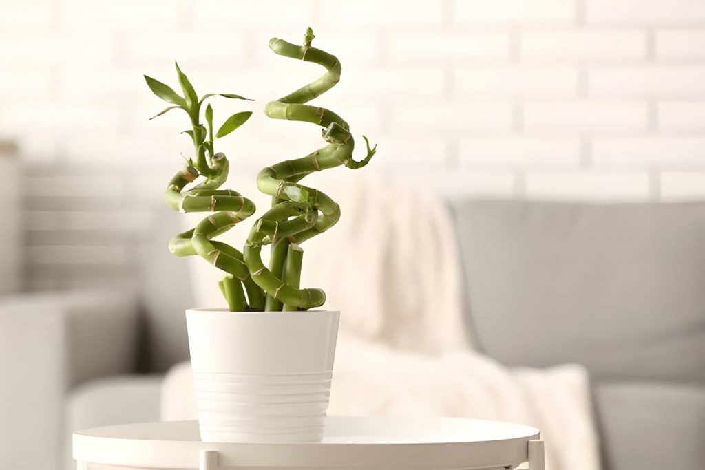 best low light indoor plants