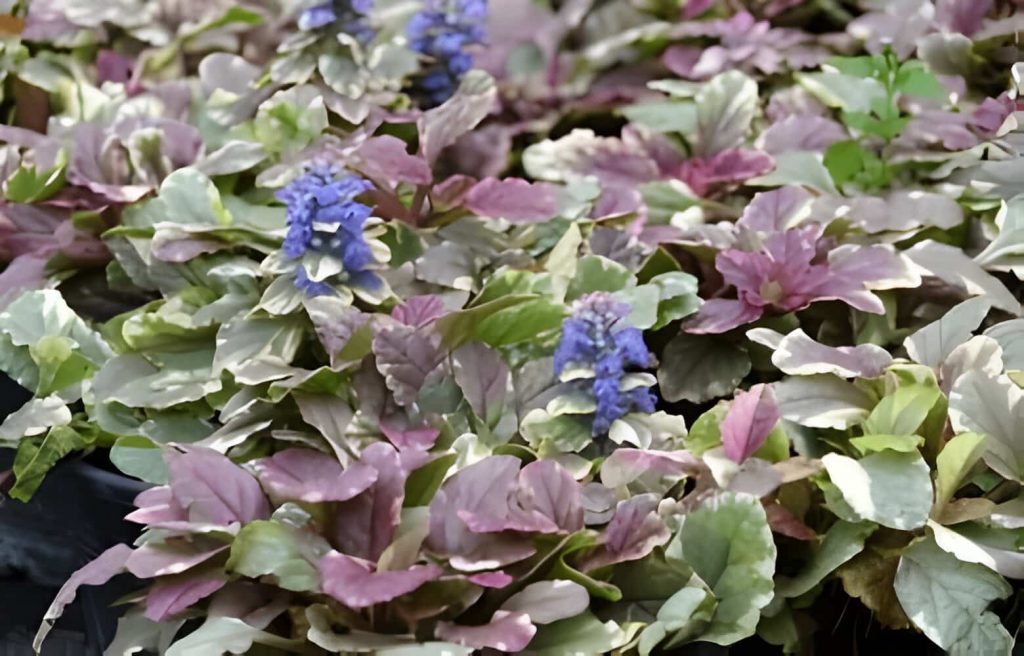 Plants with purple leaves 