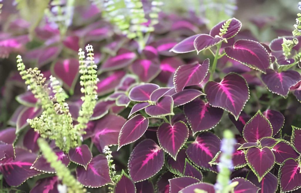 PURPLE-LEAFED PLANTS FOR YOUR GARDEN