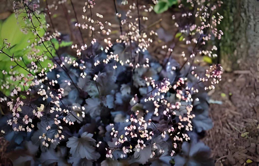 plant with purple stem and green leaves