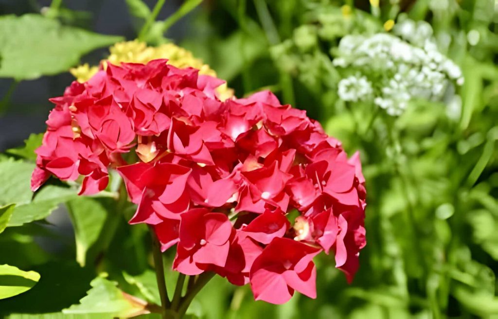 hydrangea flower meaning