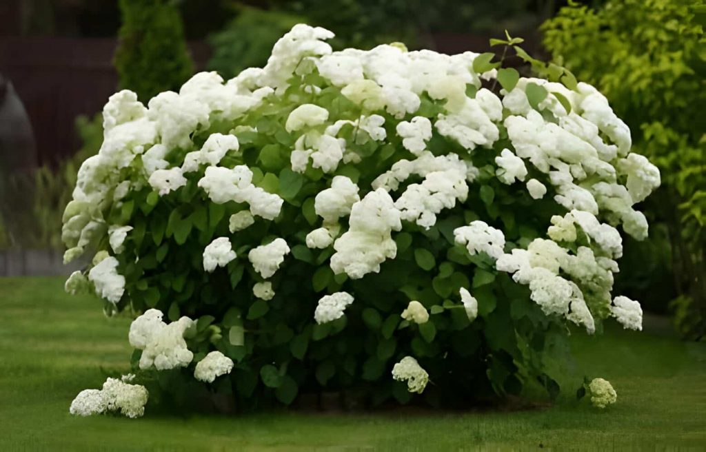 hydrangea meaning flower