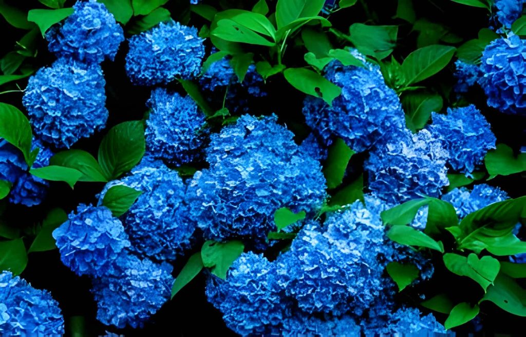 hydrangea flower symbolism