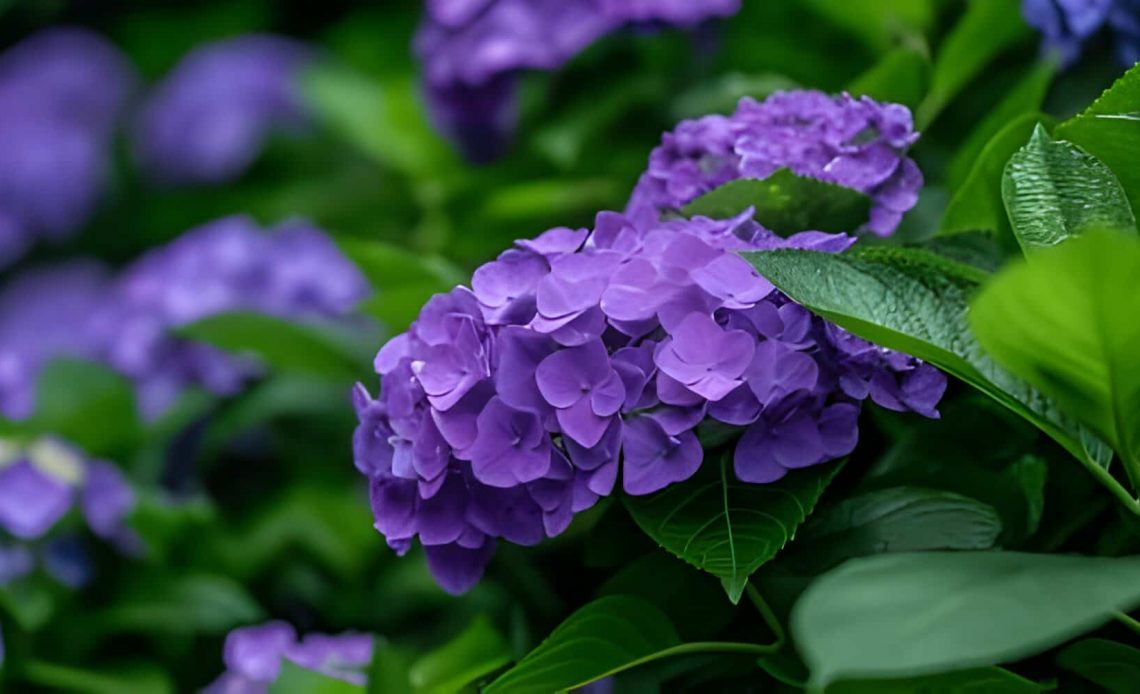 hydrangea flower meaning