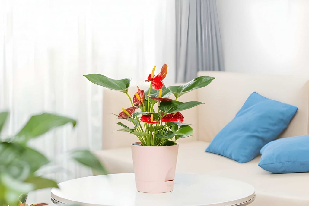 what is the best indoor plant for low light