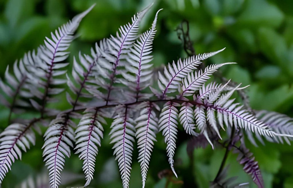 Plants with purple leaves