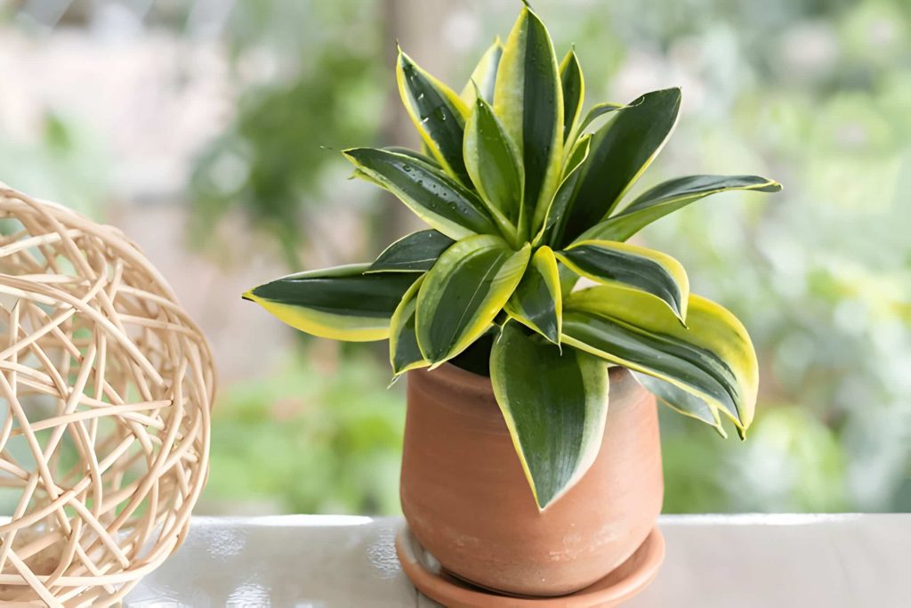 low light indoor plants