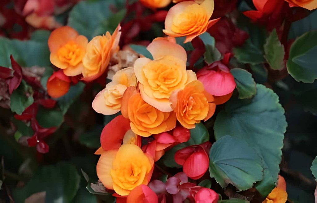 meaning of begonia flower