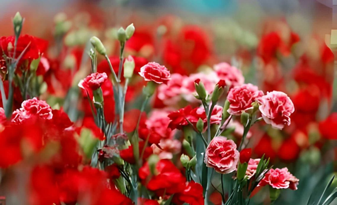 what do red carnations mean