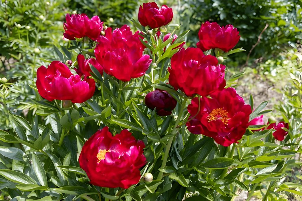 peony flower symbolism