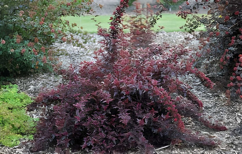 purple and green foliage 