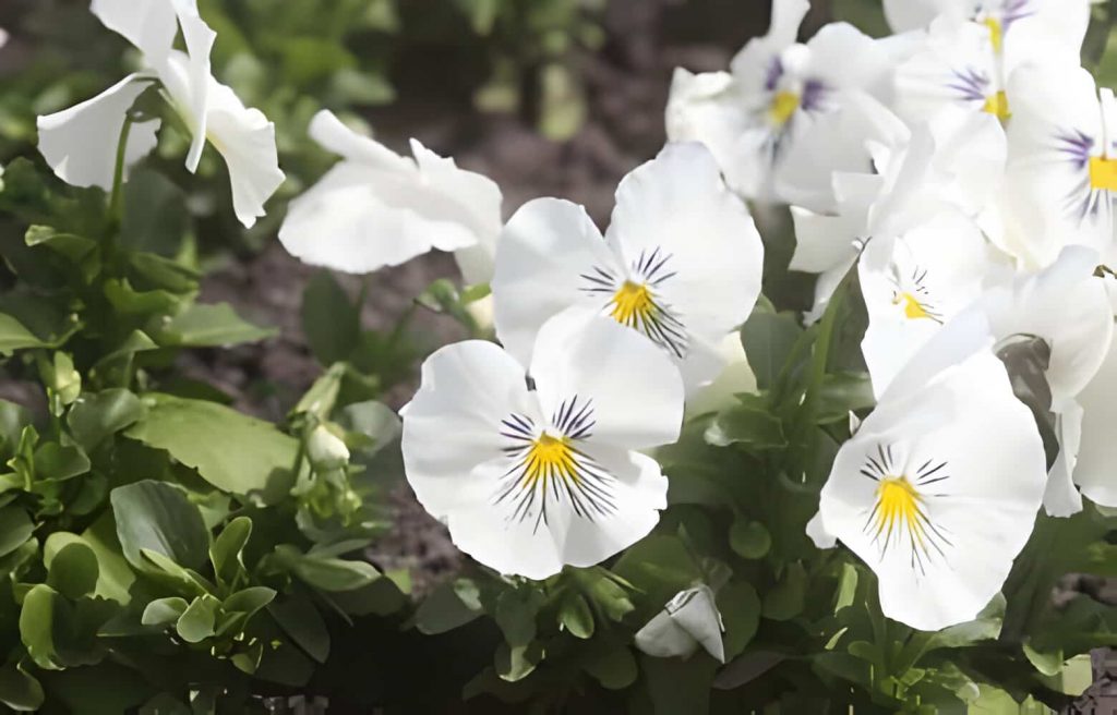 pansy flower meaning