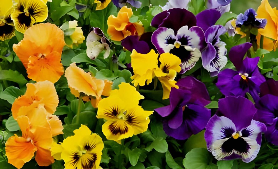 pansy flower meaning