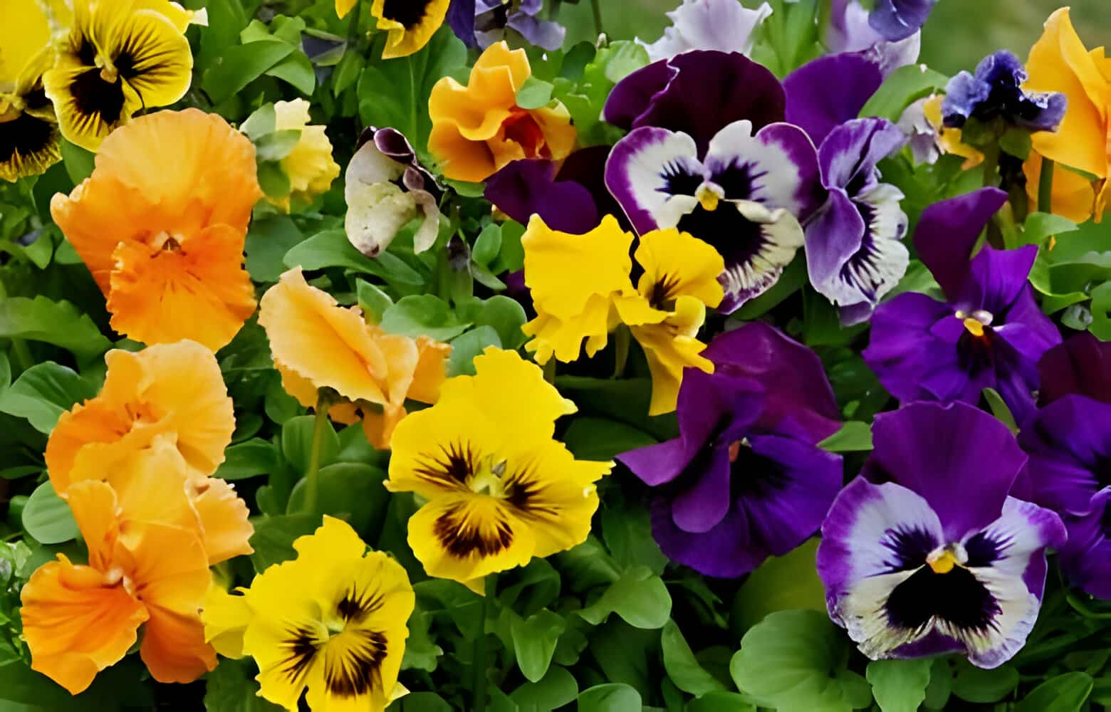 pansy-flower-meaning-allwaysflower