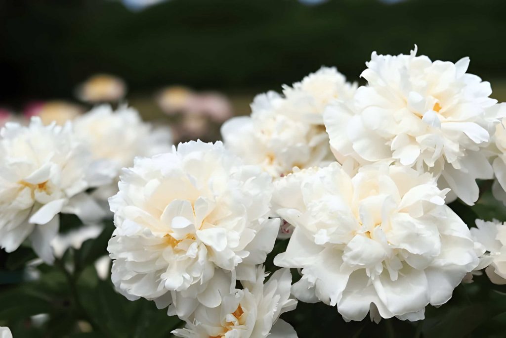 peonies flower meaning