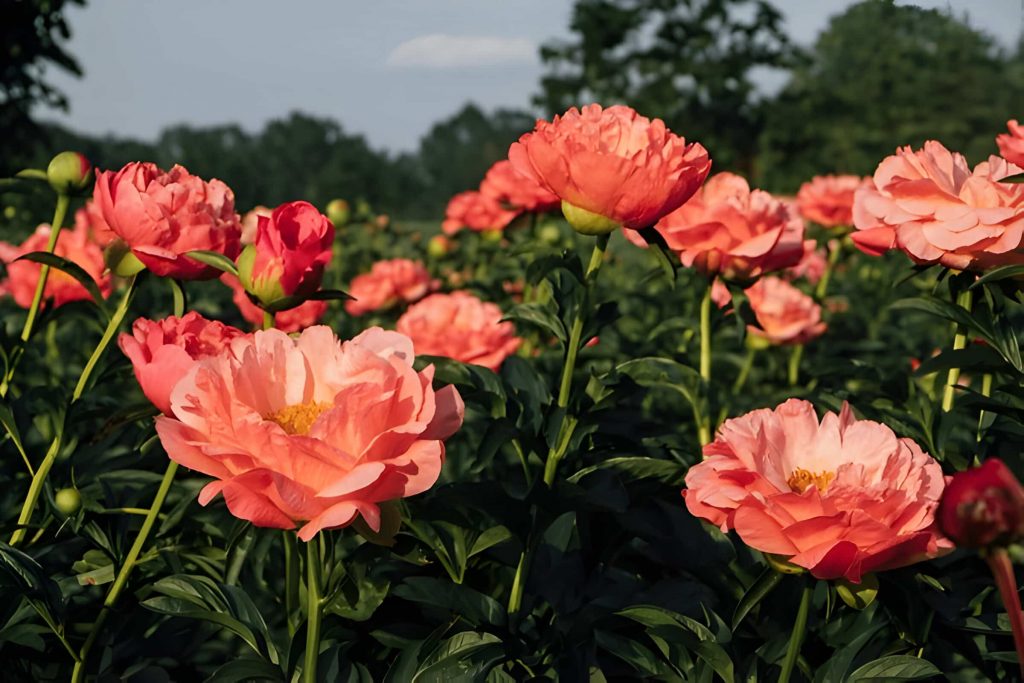 peony flower meaning