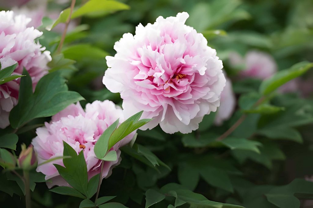 meaning of peony flower