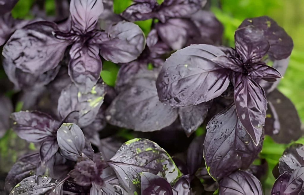 17 PURPLE-LEAFED PLANTS FOR YOUR GARDEN