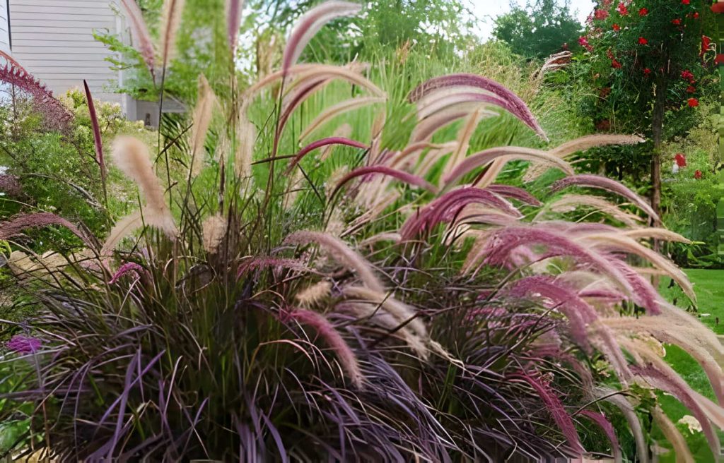 17 PURPLE-LEAFED PLANTS FOR YOUR GARDEN