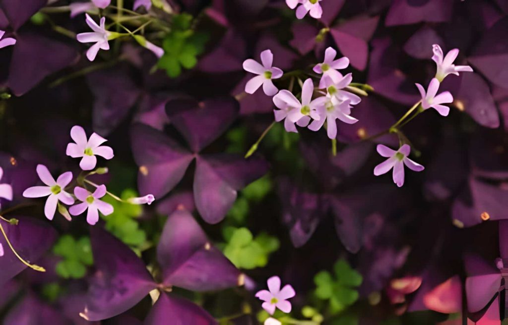 17 PURPLE-LEAFED PLANTS FOR YOUR GARDEN