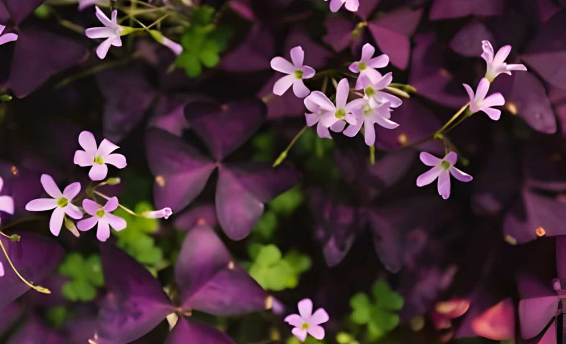 17 PURPLE-LEAFED PLANTS FOR YOUR GARDEN