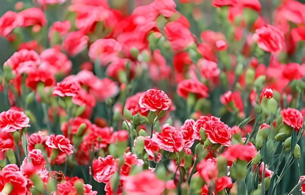 what do red carnations mean