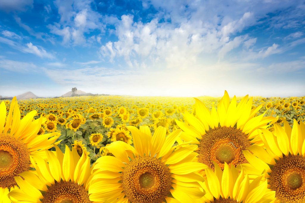 sunflower meaning