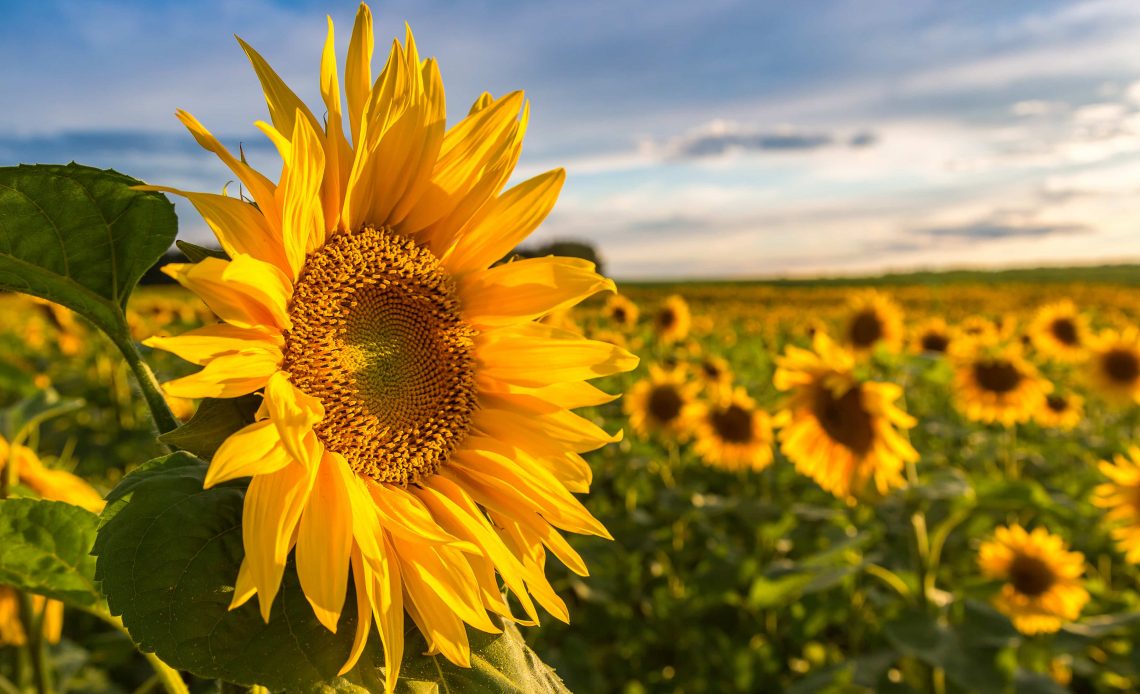 sunflower meaning