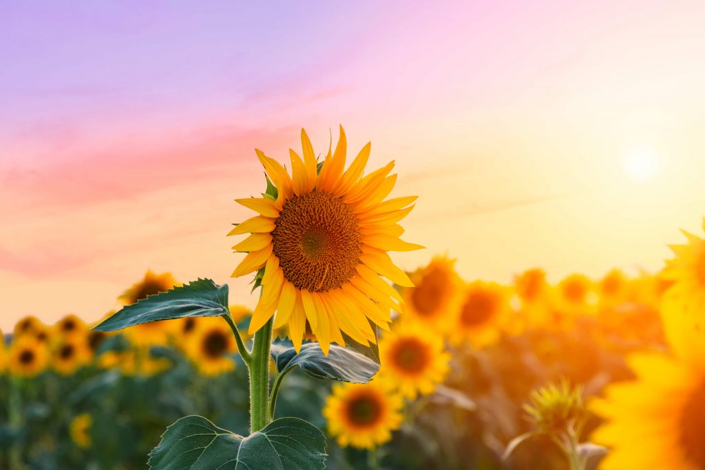 sunflower spiritual meaning