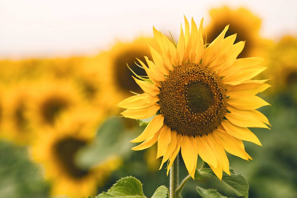 what does a sunflower symbolize