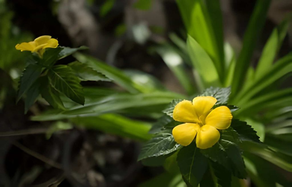 pernnial plants that deter snake