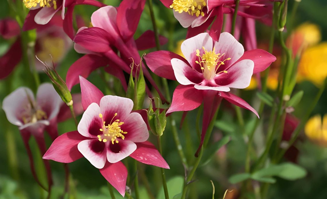 meaning of columbine flower