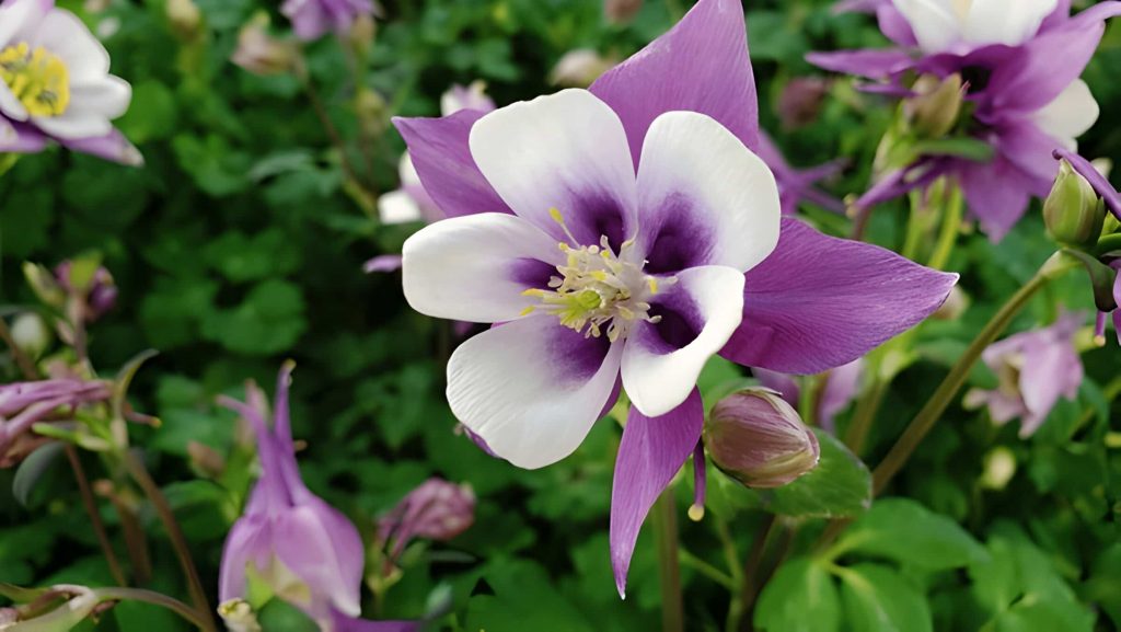 Columbine Flower symbolism