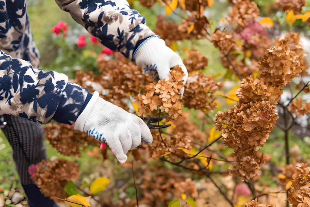 How To Dry Hydrangeas