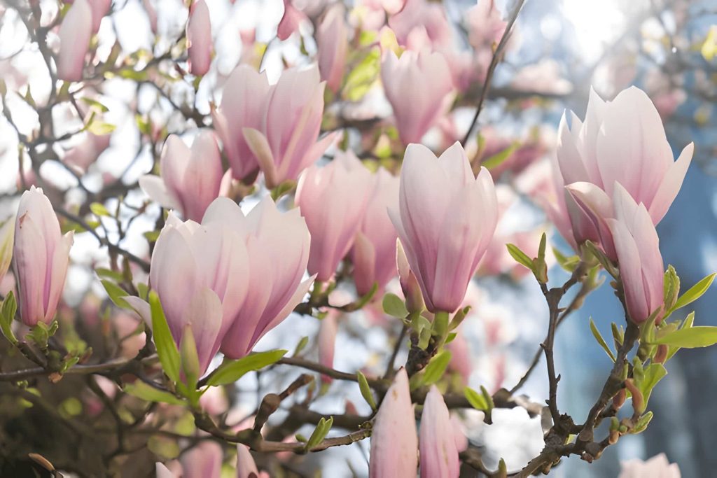 Magnolia Flower Color Meanings