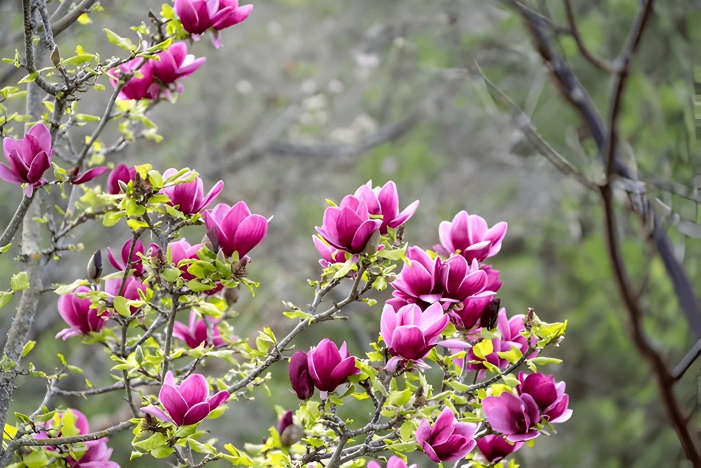 Magnolia Flower Meaning