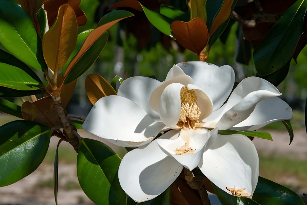 Magnolia Flower Meaning