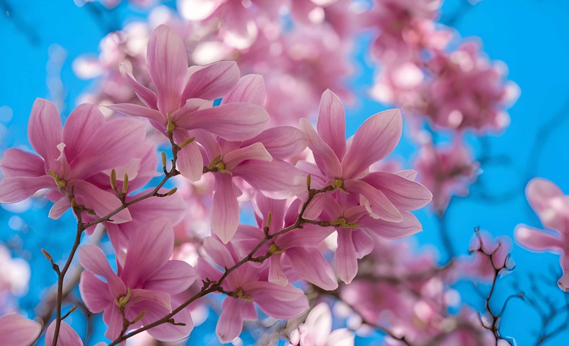 magnolia flower meaning