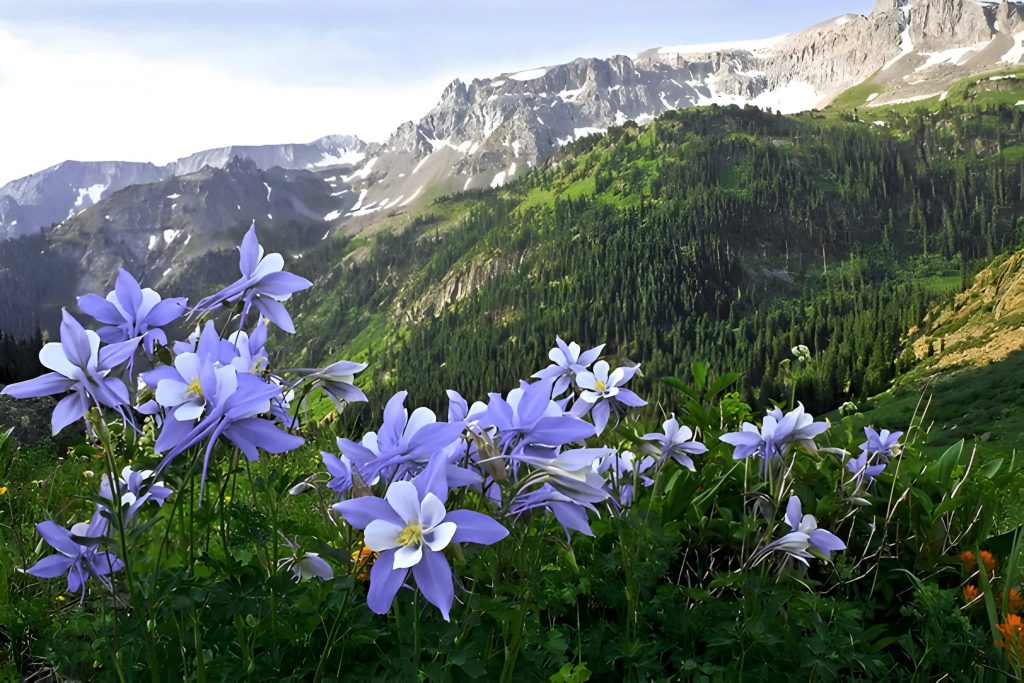 blue Columbine Flower Meaning