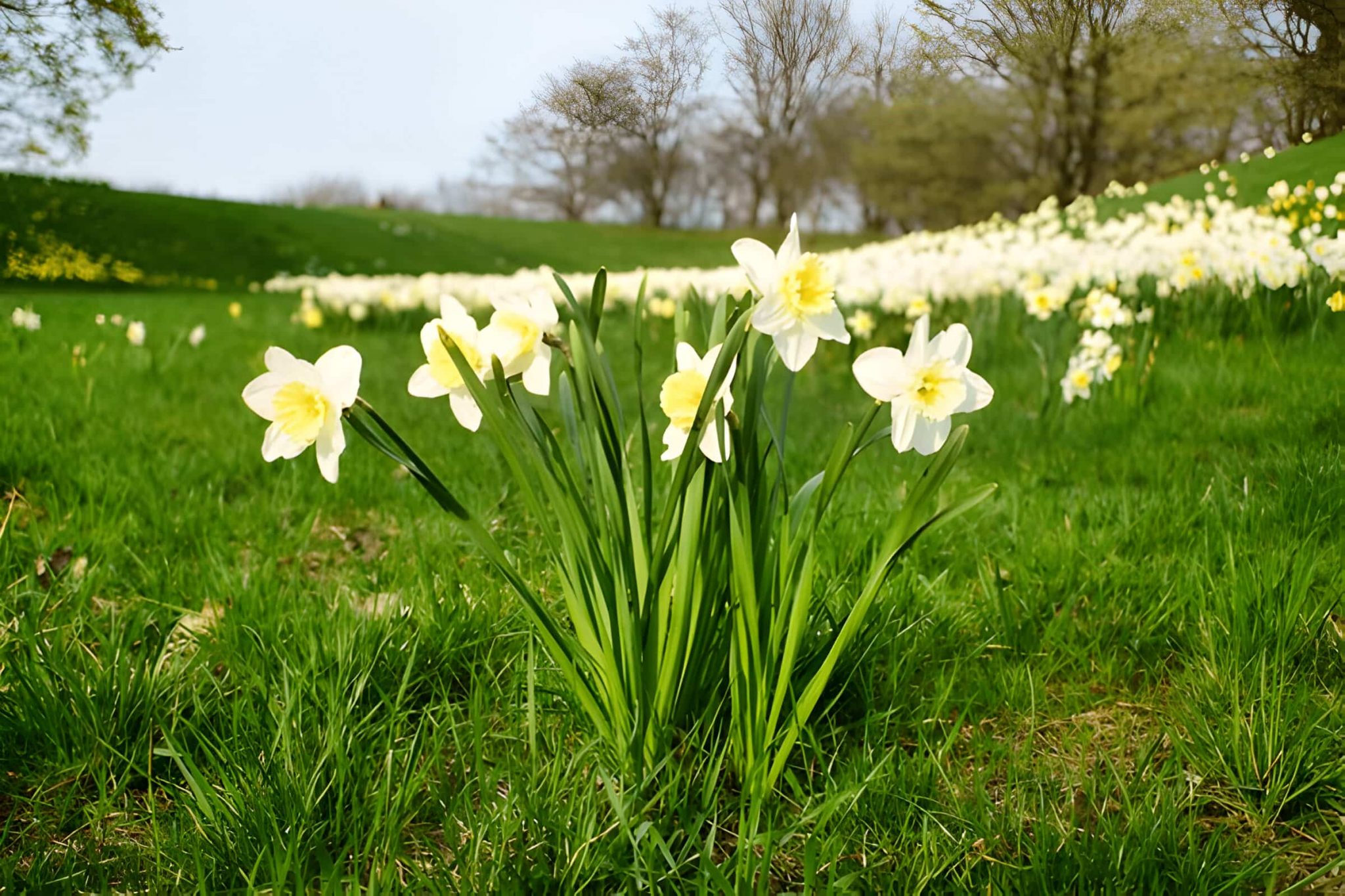 Daffodil Meaning What does daffodil flower symbolize?