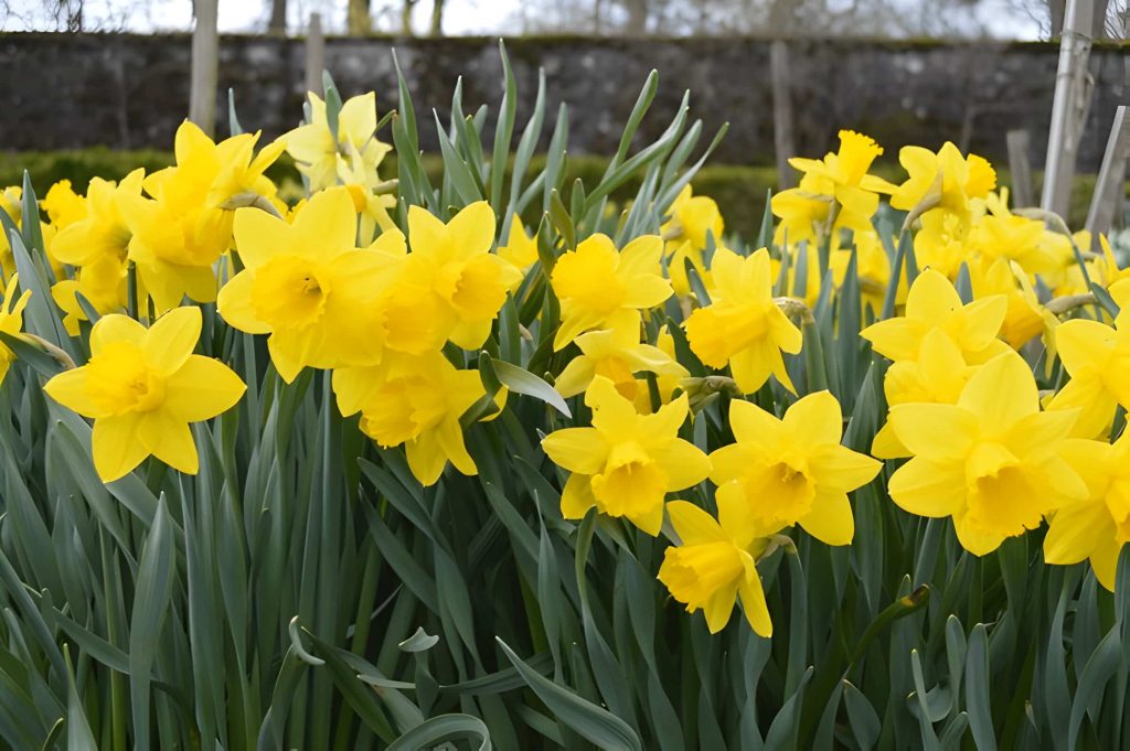 daffodil flower meaning