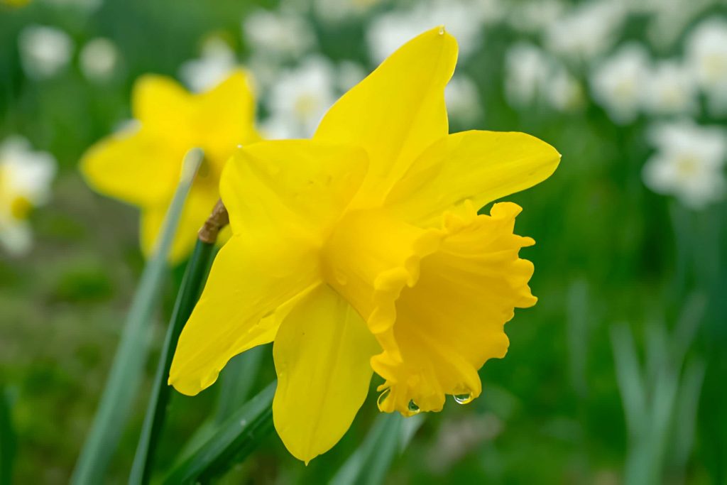 Daffodil Flower Meanings