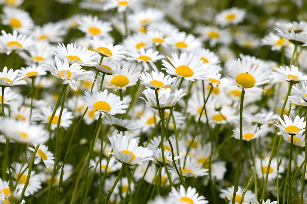 daisy flower meaning