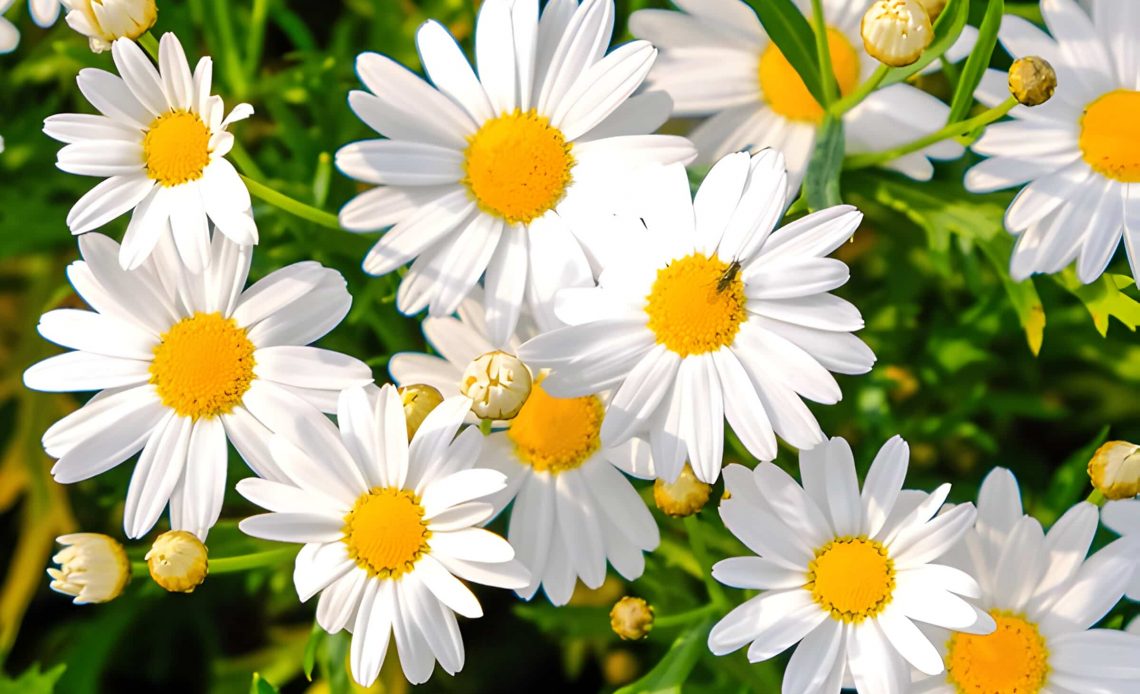 daisy flower meaning