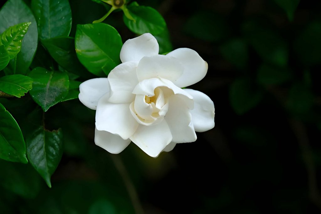 delicate white flowers